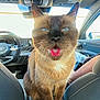 cat, siamese_cat, car_interior, center_console, blue_eyes, tongue_out, pet, animal, feline, whiskers, seat, dashboard, steering_wheel, window, sunlight, cute, domestic_animal, fur, ears, front_seat