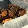 Rocky is registered to the contest to win money with this photo: puppy, dog, brown, tan, cute, pet, animal, fur, eyes, ears, paw, cushion, soft, cozy, indoor, bed, relaxing, closeup, adorable, companion