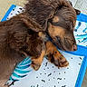 puppy, dog, sleeping, brown_fur, fluffy, paw, mat, patterned_mat, outdoor, resting, cute, pet, animal, closeup, adorable, relaxed, snout, fur_texture, peaceful, young_dog