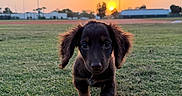 Rocky is registered to the contest to win money with this photo: puppy, dog, grass, field, sunset, outdoor, animal, cute, pet, nature, walking, ears, fur, sun, sky, green, young, adorable, mammal, daylight