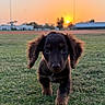 puppy, dog, grass, field, sunset, outdoor, animal, cute, pet, nature, walking, ears, fur, sun, sky, green, young, adorable, mammal, daylight
