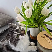 Scott participe au concours pour gagner de l'argent avec cette photo : cat, tulips, flower_vase, candle, table, indoor, green_eyes, curious, fluffy, white_tulips, plant, pillow, cozy, pet, feline, decor, closeup, home, sniffing, relaxed