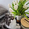 candle, cat, closeup, cozy, curious, decor, feline, flower_vase, fluffy, green_eyes, home, indoor, pet, pillow, plant, relaxed, sniffing, table, tulips, white_tulips