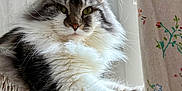 Scott participe au concours pour gagner de l'argent avec cette photo : animal, cat, close_up, cozy, curtain, domestic_cat, ears, feline, floral_pattern, fluffy, fur, home, indoor, paw, pet, relaxed, resting, scratching_post, whiskers, window_light