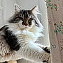 animal, cat, close_up, cozy, curtain, domestic_cat, ears, feline, floral_pattern, fluffy, fur, home, indoor, paw, pet, relaxed, resting, scratching_post, whiskers, window_light