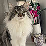 Scott a rejoint le concours — aidez-le/la à gagner de superbes lots ! artificial_flowers, candle, cat, close_up, curious, domestic_animal, ears, feline, flower_vase, fluffy, green_eyes, indoor, long_hair, pet, portrait, sitting, striped, tabby, whiskers, white_surface