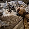 animal, bedroom, blanket, cat, closeup, comfort, cozy, cute, feline, fur, indoor, pet, relaxing, resting, sleepy, soft, stuffed_toy, teddy_bear, texture, warm