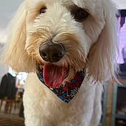 Nico is registered to the contest to win money with this photo: animal, bandana, canine, close_up, companion, curious, cute, dog, domestic_animal, fluffy, friendly, fur, happy, house, indoor, mammal, pet, portrait, tongue_out, white_dog