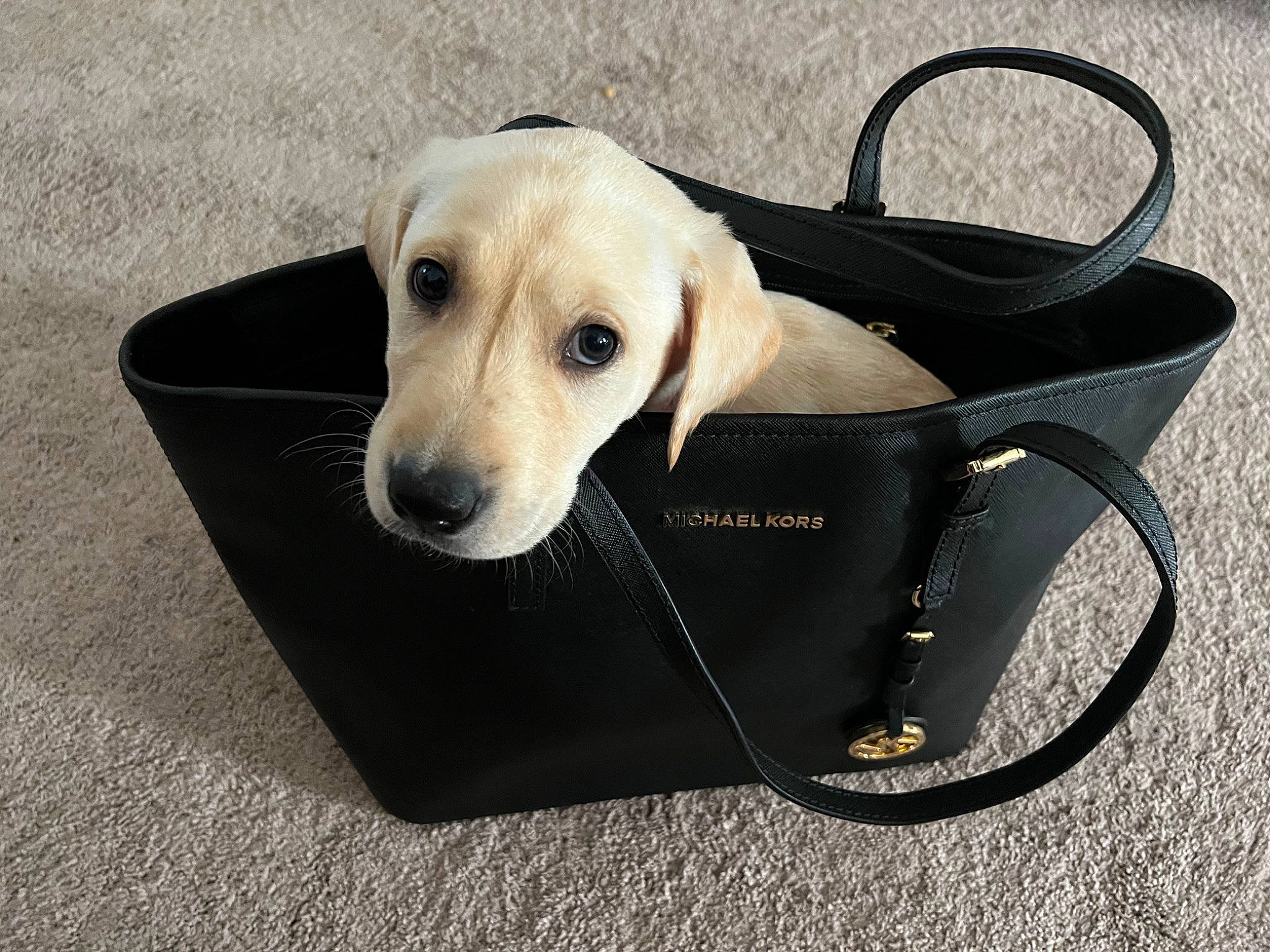 Bella Rose joined the competition — help win amazing prizes! baby_products, canidae, carnivore, collar, companion_dog, dog, dog_breed, dog_collar, dog_supply, eyewear, fashion_accessory, fawn, gadget, leash, metal, personal_protective_equipment, pet_supply, snout, sporting_group, working_animal