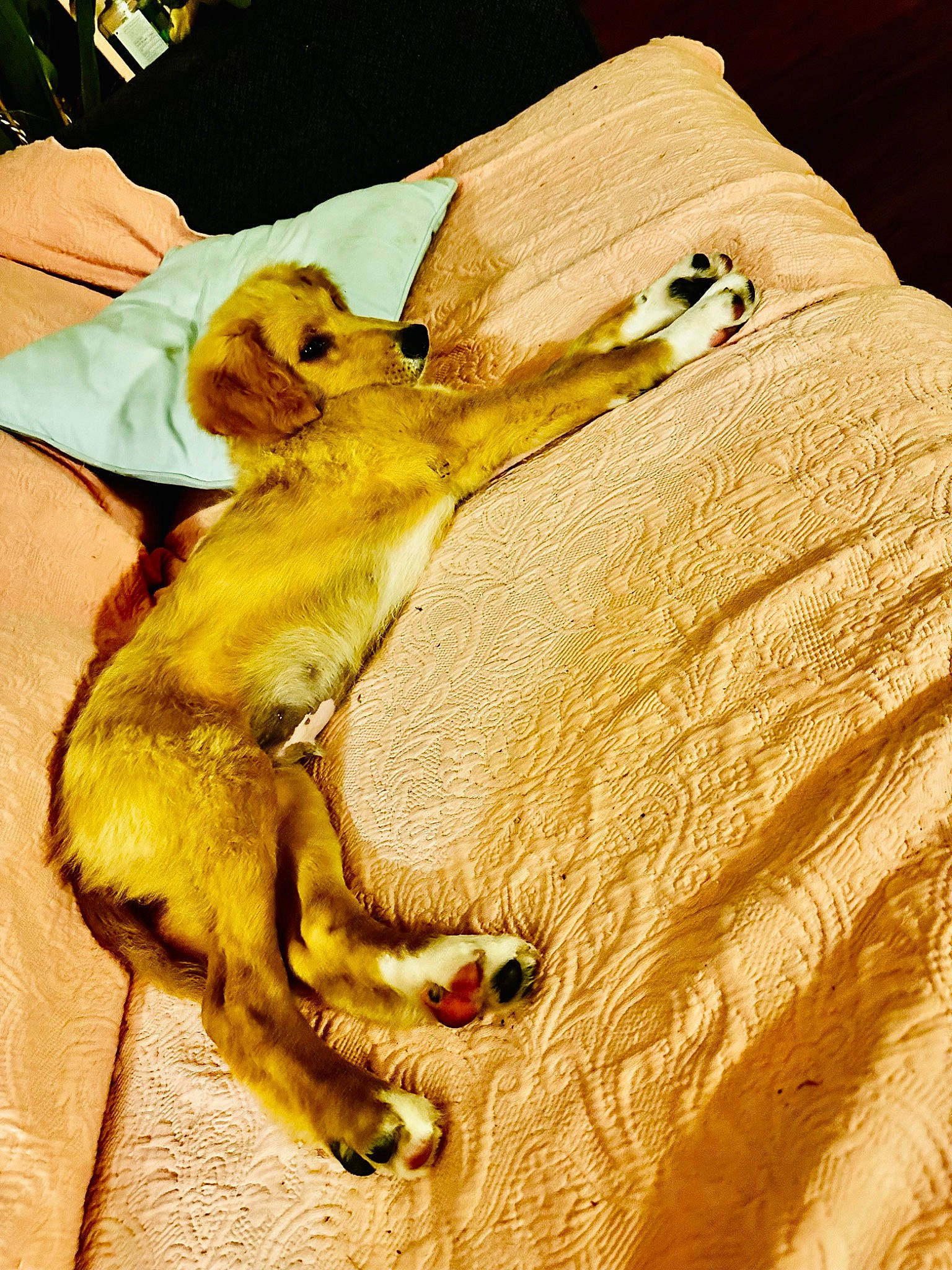 Boots is registered to the contest to win money with this photo: canidae, claw, companion_dog, dog_breed, fawn, fur, hare, jaw, linens, organ_mountains_chipmunk, pack_animal, paw, rodent, snout, tail, terrestrial_animal, whiskers, wildlife, wood, working_animal