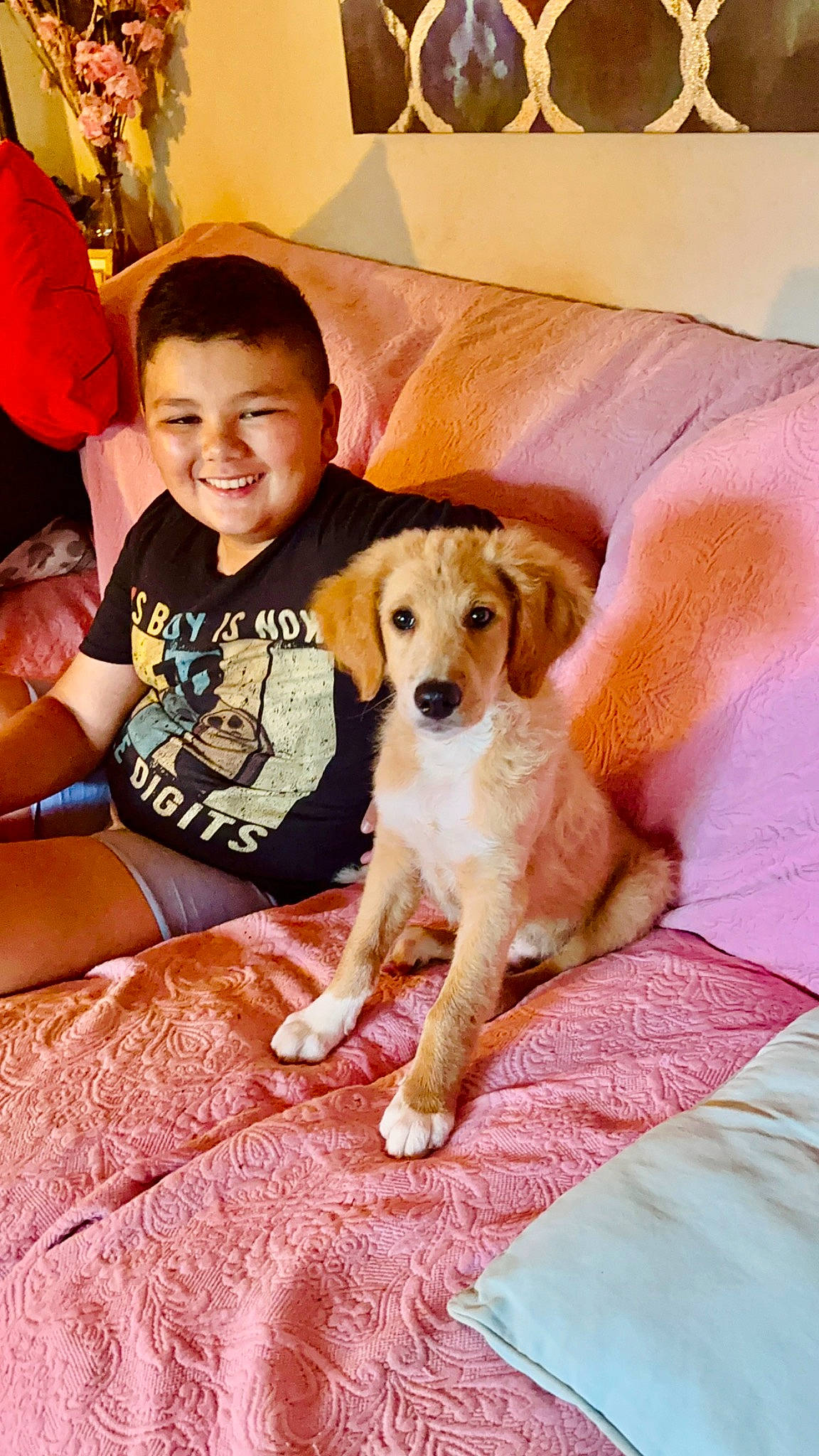 Boots joined the competition — help win amazing prizes! canidae, carnivore, comfort, companion_dog, couch, dog, dog_breed, dog_supply, fawn, fun, fur, happy, leisure, linens, picture_frame, pillow, shorts, sitting, smile, sporting_group