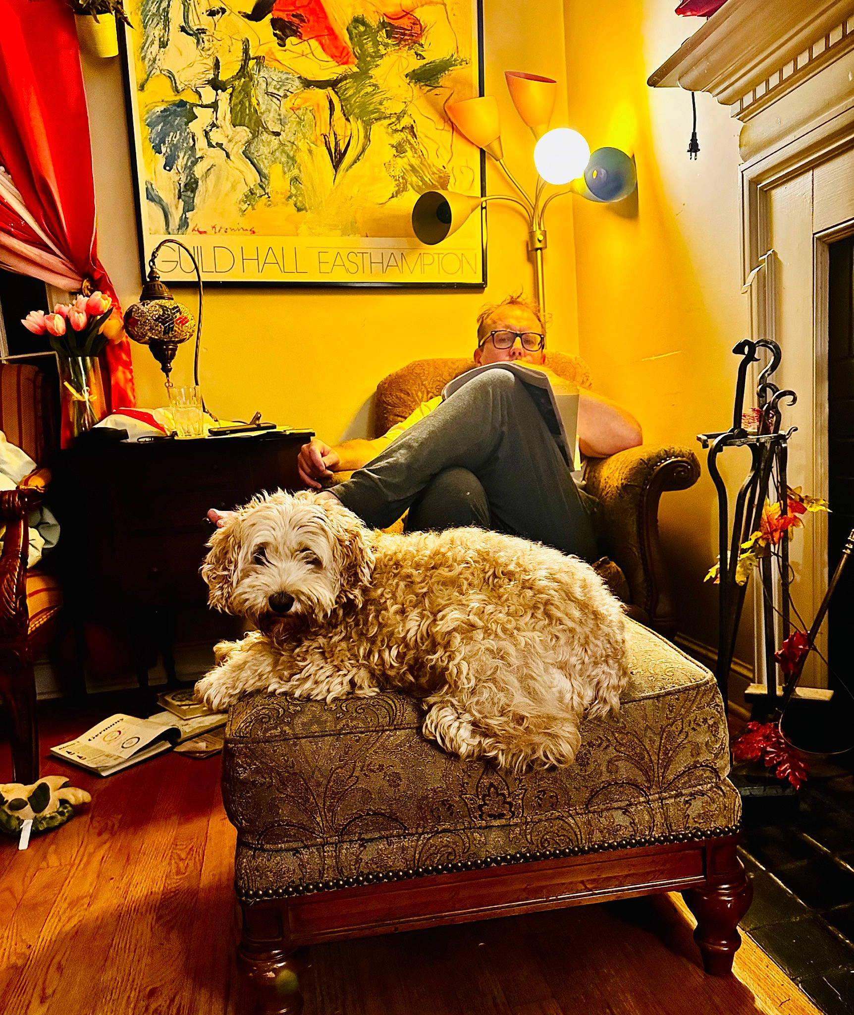 Cindy joined the competition — help win amazing prizes! carnivore, chair, comfort, companion_dog, couch, dog, dog_breed, flooring, fur, hardwood, interior_design, lamp, lighting, living_room, picture_frame, room, sporting_group, studio_couch, wood, yellow