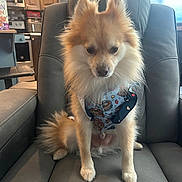 Pumbaa is registered to the contest to win money with this photo: dog, small_dog, fluffy, pomeranian, tan_fur, long_hair, pointed_ears, pet, animal, wearing_clothes, colorful_outfit, sitting, leather_chair, indoor, kitchen, home, window, sunlight, portrait, cute