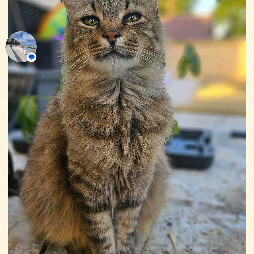 Ramses a rejoint le concours — aidez-le/la à gagner de superbes lots ! animal, blurred_background, cat, close_up, cute, ears, feline, fluffy, fur, greenery, ground, nature, outdoor, pet, portrait, serious, sitting, stone, tabby, whiskers