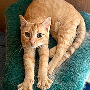 Oliver is registered to the contest to win money with this photo: cat, orange_tabby, feline, pet, animal, stretching, sitting, lying_down, green_bed, fuzzy_texture, indoors, portrait, whiskers, ears, paws, tail, striped_fur, blue_eyes, relaxed, closeup