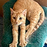 cat, orange_tabby, feline, pet, animal, stretching, sitting, lying_down, green_bed, fuzzy_texture, indoors, portrait, whiskers, ears, paws, tail, striped_fur, blue_eyes, relaxed, closeup