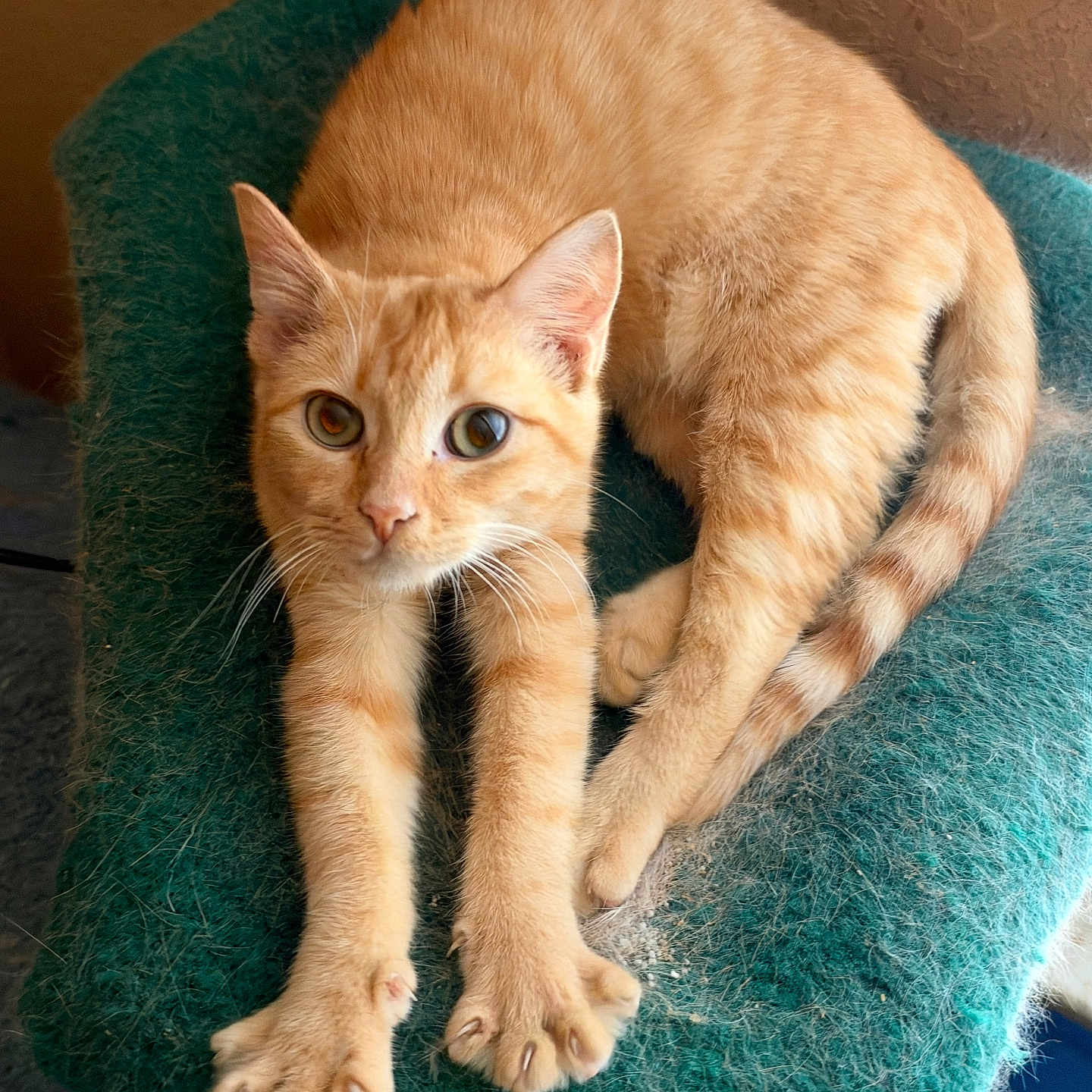 Oliver is registered to the contest to win money with this photo: cat, orange_tabby, feline, pet, animal, stretching, sitting, lying_down, green_bed, fuzzy_texture, indoors, portrait, whiskers, ears, paws, tail, striped_fur, blue_eyes, relaxed, closeup