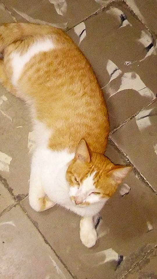 Boti participe au concours pour gagner de l'argent avec cette photo : aegean_cat, arabian_mau, carnivore, cat, domestic_short_haired_cat, european_shorthair, fawn, felidae, fur, german_rex, kitten, mammal, polydactyl_cat, small_to_medium_sized_cats, tail, whiskers