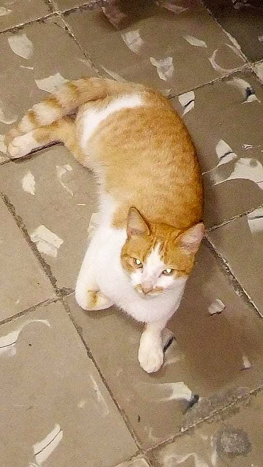 Boti a rejoint le concours — aidez-le/la à gagner de superbes lots ! aegean_cat, arabian_mau, carnivore, cat, domestic_short_haired_cat, european_shorthair, fawn, felidae, german_rex, kitten, ojos_azules, polydactyl_cat, small_to_medium_sized_cats, snout, tail, whiskers