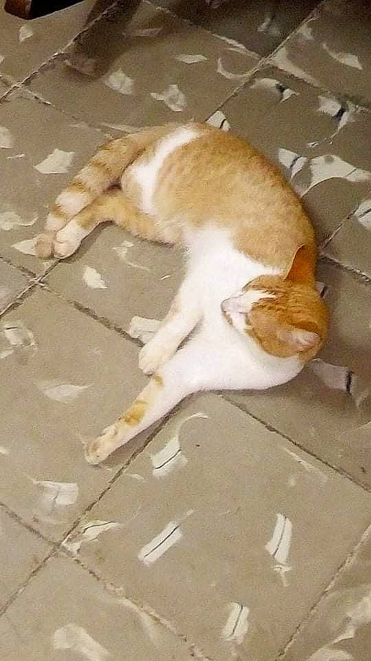 Boti participe au concours pour gagner de l'argent avec cette photo : canidae, carnivore, cat, companion_dog, dog, dog_breed, fawn, felidae, ibizan_hound, street_dog, tail