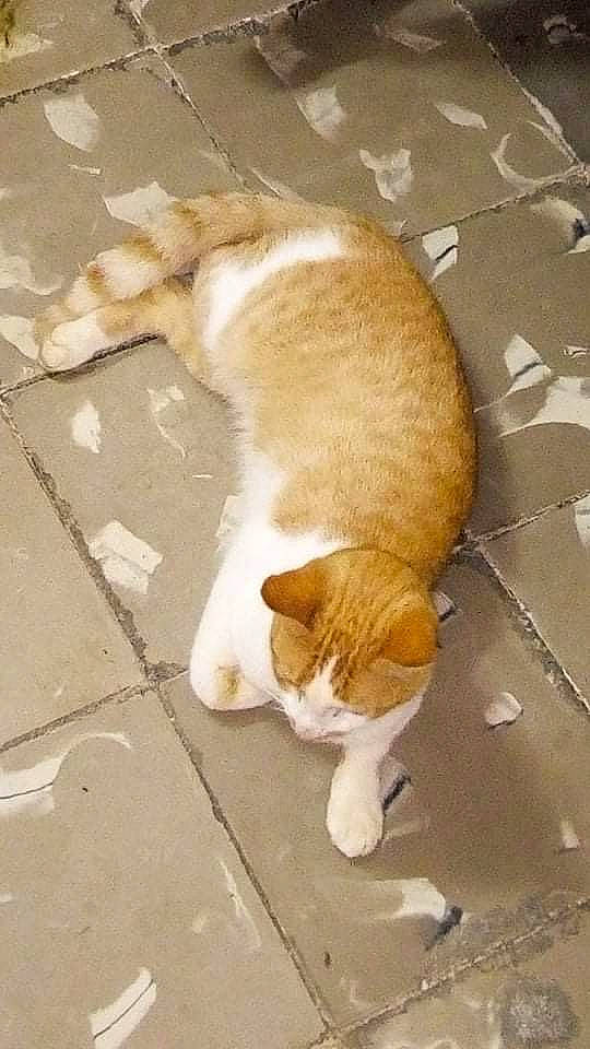 Boti participe au concours pour gagner de l'argent avec cette photo : aegean_cat, carnivore, cat, domestic_short_haired_cat, european_shorthair, fawn, felidae, german_rex, paw, polydactyl_cat, small_to_medium_sized_cats, snout, tail, whiskers