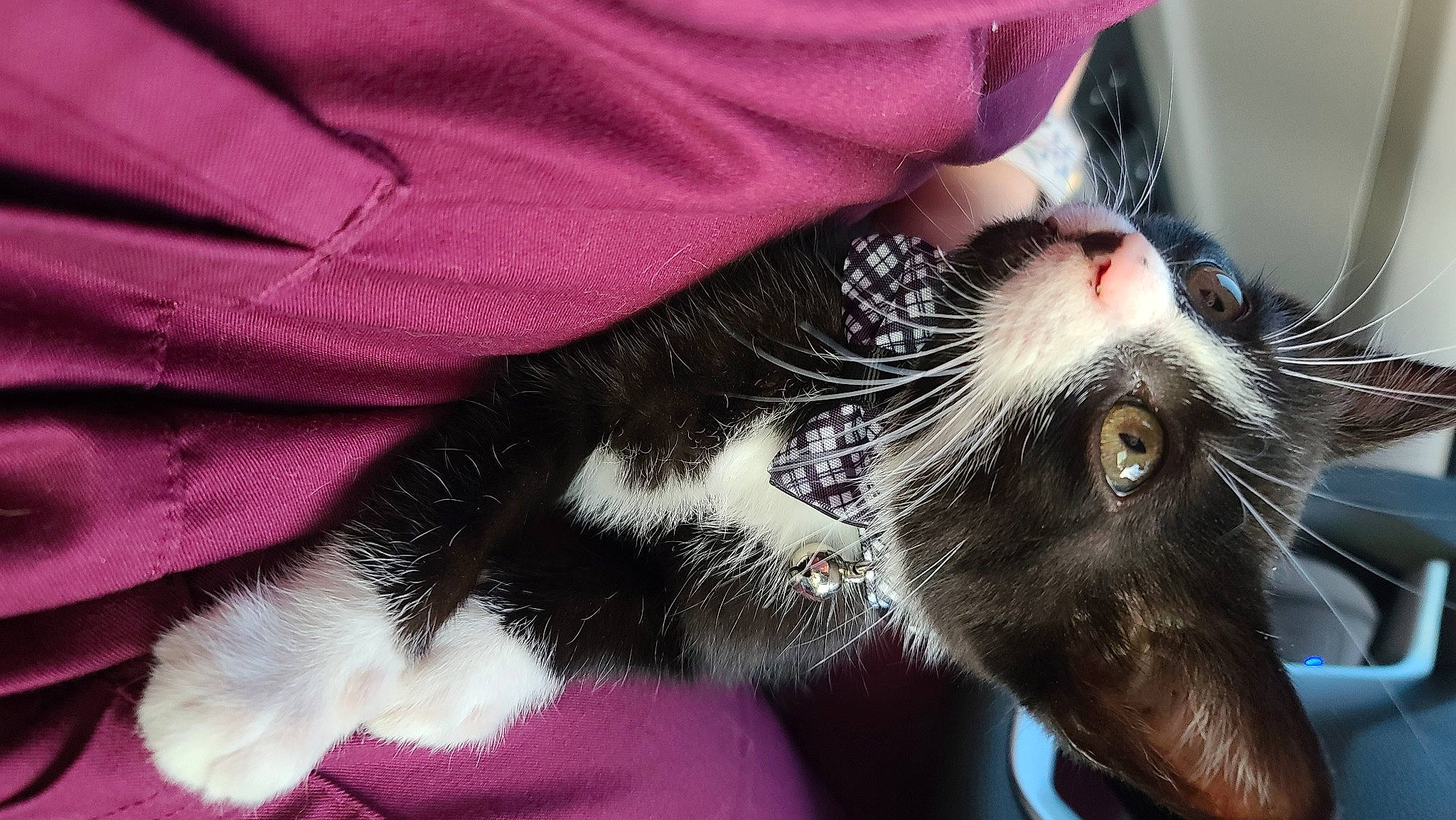 Pippin is registered to the contest to win money with this photo: carnivore, cat, claw, comfort, domestic_short_haired_cat, ear, felidae, foot, fur, gesture, human_leg, nail, nose, paw, pink, small_to_medium_sized_cats, snout, tail, whiskers, window