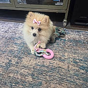 Ellie joined the competition — help win amazing prizes! animal, board_game, bow, cabinet, carpet, cute, decor, dog, floor, fluffy, fur, hearts, indoor, pet, pink, playful, puppy, rope_toy, small_dog, toy