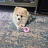 animal, board_game, bow, cabinet, carpet, cute, decor, dog, floor, fluffy, fur, hearts, indoor, pet, pink, playful, puppy, rope_toy, small_dog, toy
