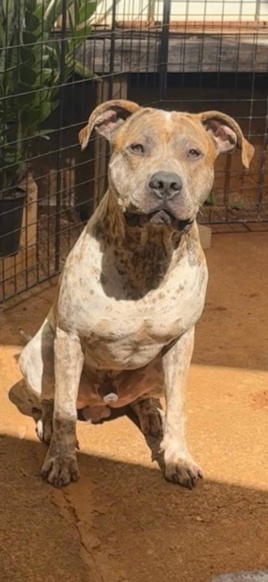 Kujo is registered to the contest to win money with this photo: animal, bostonbull, boxer, bulldog, canine, den, dog, doghouse, frenchbulldog, hound, indoors, kennel, pet, pitbull, snout, zoo