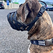 Kujo joined the competition — help win amazing prizes! dog, brindle, muzzle, collar, outdoor, pavement, car, sky, cloudy, pet, animal, guard, side_view, leash, road, metal, black, brown, white, canine