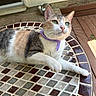 cat, calico_cat, purple_collar, mosaic_table, outdoor, patio, tile, green_eyes, pet, feline, whiskers, relaxed, domestic_animal, animal, side_view, daylight, resting, closeup, cute, house
