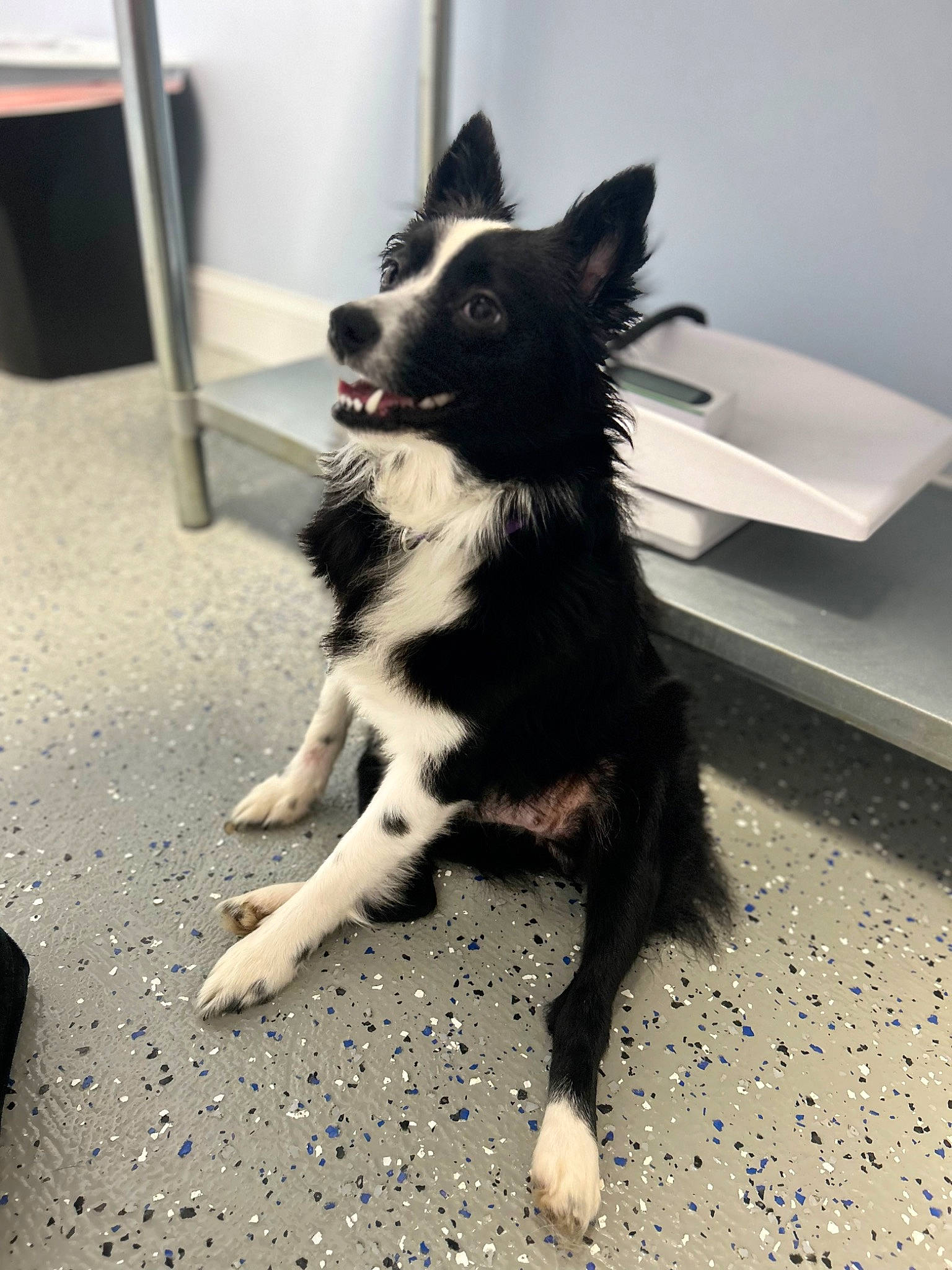 Panda is registered to the contest to win money with this photo: border_collie, canidae, carnivore, companion_dog, dog, dog_breed, flooring, fur, herding_dog, paw, shadow, snout, sporting_group, tail, whiskers, working_animal, working_dog