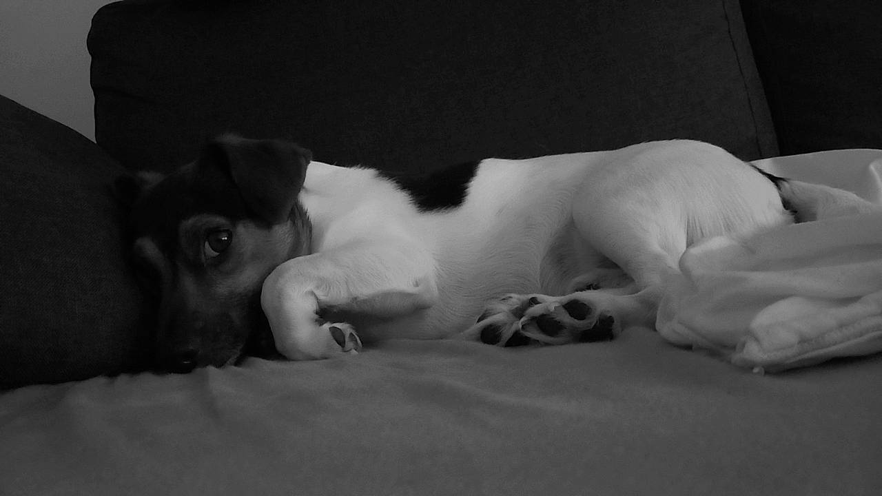 Riky participe au concours pour gagner de l'argent avec cette photo : carnivore, chest, comfort, companion_dog, dog, dog_breed, elbow, fawn, felidae, fur, grey, human_leg, linens, monochrome, monochrome_photography, snout, sporting_group, trunk, whiskers, working_animal