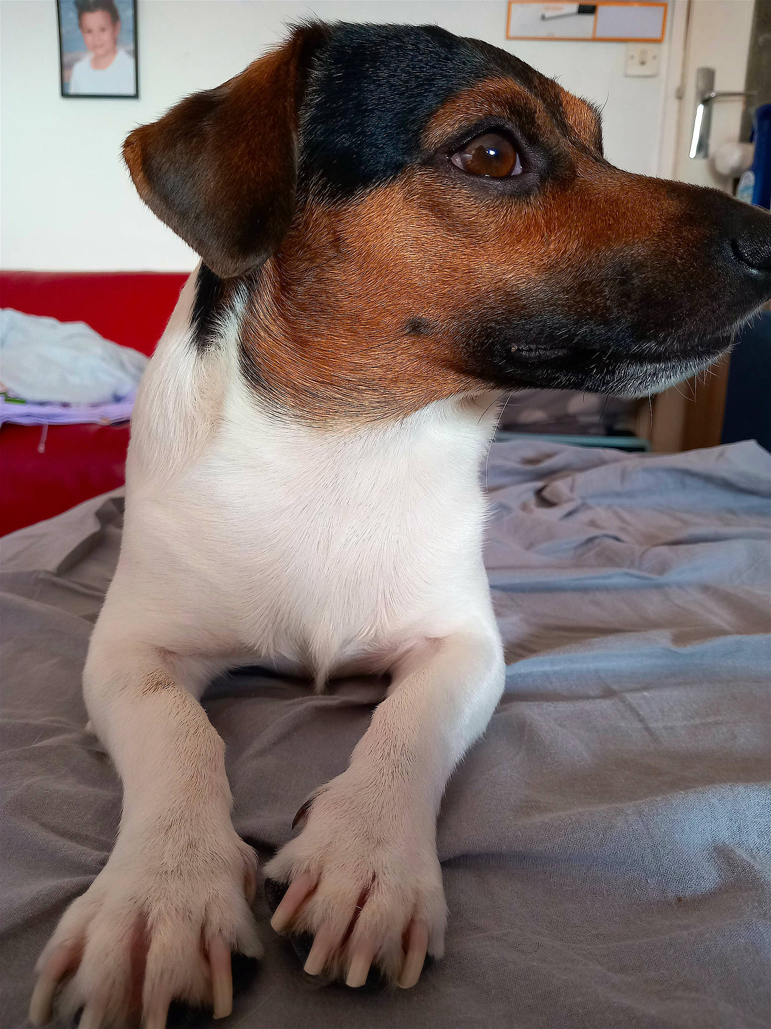 Riky participe au concours pour gagner de l'argent avec cette photo : canidae, carnivore, collar, comfort, companion_dog, dog, dog_breed, fawn, flooring, fur, irishjacks, picture_frame, sporting_group, terrestrial_animal, terrier, whiskers, working_animal