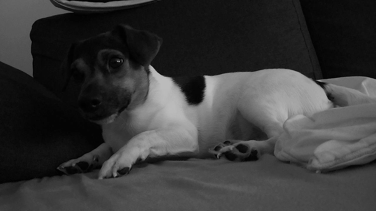 Riky a rejoint le concours — aidez-le/la à gagner de superbes lots ! carnivore, comfort, companion_dog, dog, dog_breed, fedora, fur, grey, hat, monochrome, monochrome_photography, non_sporting_group, paw, sun_hat, terrestrial_animal, terrier, whiskers, working_animal