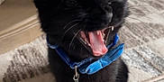 Rigby joined the competition — help win amazing prizes! bell, black_cat, bow_tie, close_up, collar, cute, domestic, ears, fur, indoor, kitten, pet, playful, portrait, rug, teeth, tile_floor, tongue, whiskers, yawning