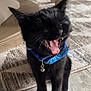 bell, black_cat, bow_tie, close_up, collar, cute, domestic, ears, fur, indoor, kitten, pet, playful, portrait, rug, teeth, tile_floor, tongue, whiskers, yawning