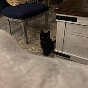 Rigby is registered to the contest to win money with this photo: black_cat, blanket, carpet, chair, coffee_table, cozy, curious, cushion, furniture, hardwood_floor, home_interior, indoor, kitten, night, pet, rug, sitting, upholstery, whiskers, wide_eyes