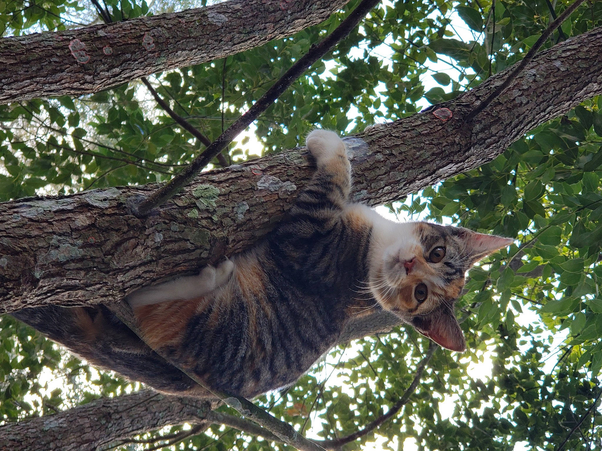 Chrissy is registered to the contest to win money with this photo: bird_of_prey, botany, branch, carnivore, fawn, felidae, fur, jungle, mammal, marsupial, snout, tail, terrestrial_animal, tree, trunk, twig, wildlife, wood, woody_plant, zoo