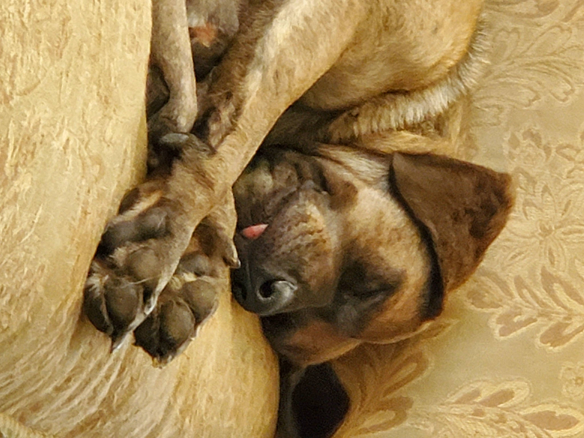 Jake joined the competition — help win amazing prizes! canidae, carnivore, companion_dog, dog, dog_breed, fawn, felidae, fur, lion, paw, plant, snout, sporting_group, terrestrial_animal, tree, whiskers, wildlife, wood, working_animal, wrinkle