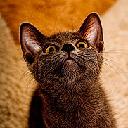 Panchita participe au concours pour gagner de l'argent avec cette photo : cat, gray_cat, pet, animal, feline, whiskers, ears, yellow_eyes, looking_up, curious, indoor, carpet, soft_texture, close_up, portrait, fur, young_cat, cute, domestic_cat, mammal