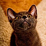 cat, gray_cat, pet, animal, feline, whiskers, ears, yellow_eyes, looking_up, curious, indoor, carpet, soft_texture, close_up, portrait, fur, young_cat, cute, domestic_cat, mammal