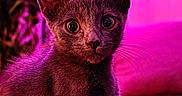 Panchita participe au concours pour gagner de l'argent avec cette photo : kitten, cat, pet, animal, fur, whiskers, ears, eyes, blanket, indoor, purple_light, pink_light, cozy, cute, young, small, portrait, looking, sitting, feline
