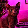 kitten, cat, pet, animal, fur, whiskers, ears, eyes, blanket, indoor, purple_light, pink_light, cozy, cute, young, small, portrait, looking, sitting, feline