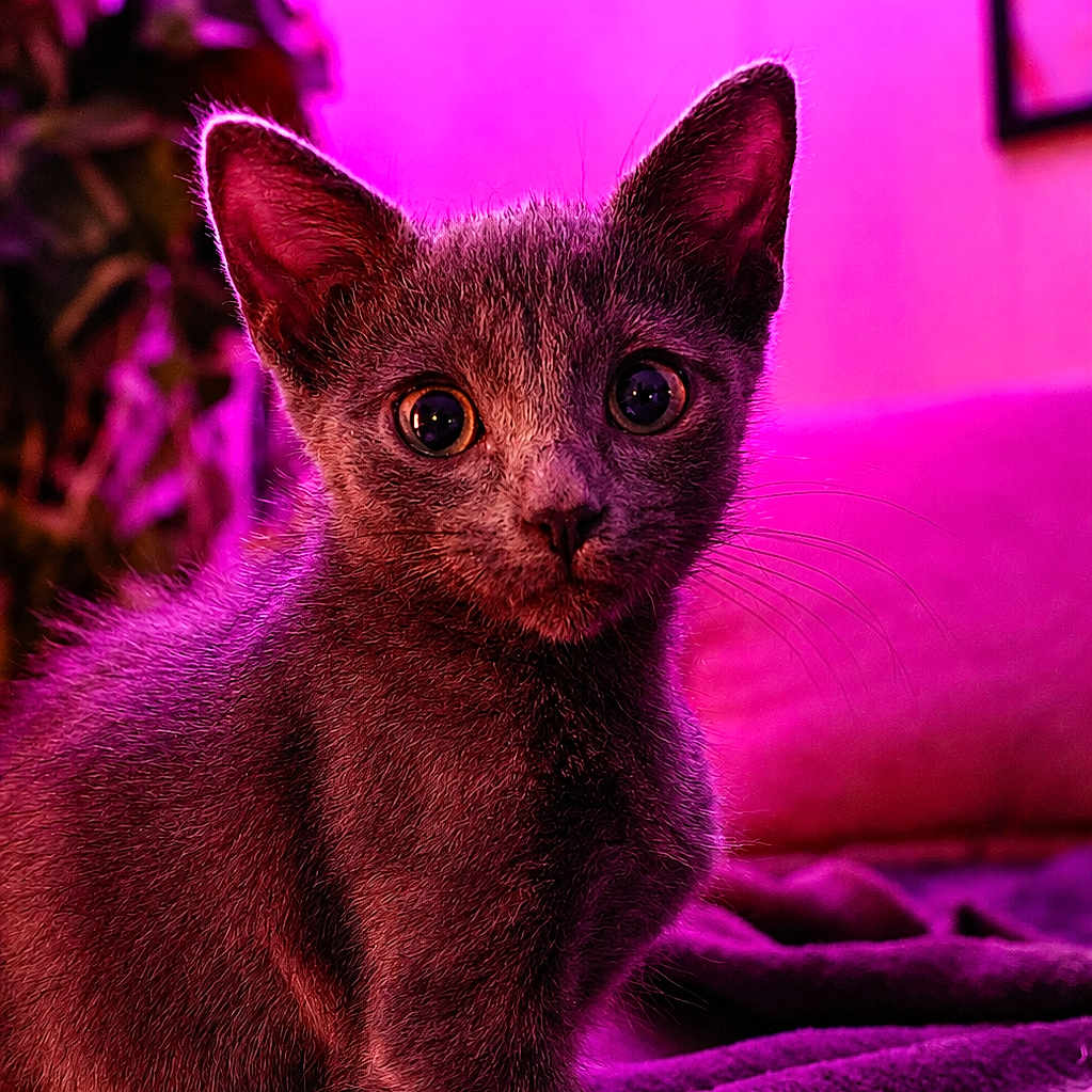 Panchita participe au concours pour gagner de l'argent avec cette photo : kitten, cat, pet, animal, fur, whiskers, ears, eyes, blanket, indoor, purple_light, pink_light, cozy, cute, young, small, portrait, looking, sitting, feline