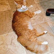 Simba is registered to the contest to win money with this photo: animal, cat, cute, domestic_cat, feline, floor, fluffy, fur, household, indoor, orange_cat, paw, pet, relaxed, resting, sleepy, tail, tiled_floor, whiskers, white_paws
