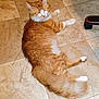 animal, cat, cute, domestic_cat, feline, floor, fluffy, fur, household, indoor, orange_cat, paw, pet, relaxed, resting, sleepy, tail, tiled_floor, whiskers, white_paws