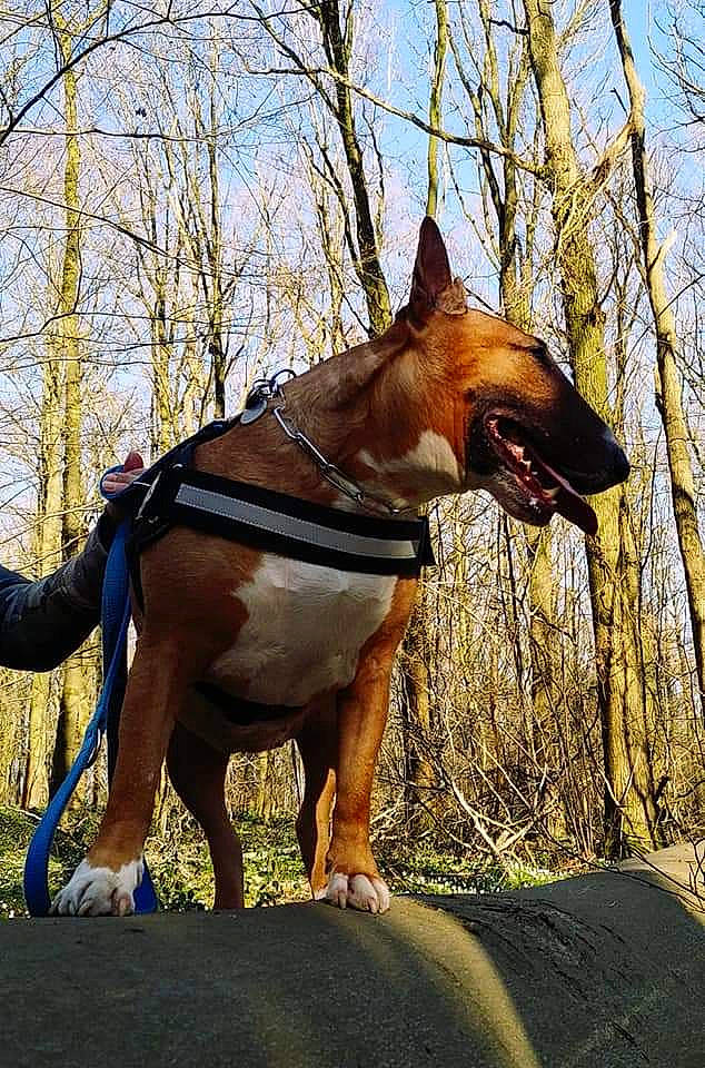 Inna a rejoint le concours — aidez-le/la à gagner de superbes lots ! american_staffordshire_terrier, canidae, carnivore, dog, dog_breed, fawn, mammal, non_sporting_group, snout, vertebrate