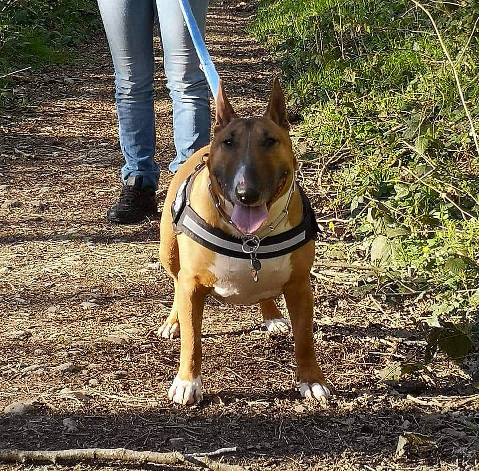 Inna participe au concours pour gagner de l'argent avec cette photo : american_pit_bull_terrier, american_staffordshire_terrier, bull_and_terrier, canidae, carnivore, dog, dog_breed, dog_collar, dog_walking, fawn, leash, mammal, non_sporting_group, pit_bull, snout, sporting_group, staffordshire_bull_terrier, terrier, vertebrate