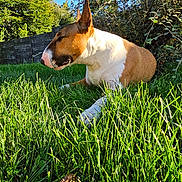 Thor participe au concours pour gagner de l'argent avec cette photo : dog, bull_terrier, grass, outdoor, sunlight, greenery, pet, canine, nature, animal, fence, leafy_bushes, blue_sky, daylight, mammal, lying_down, resting, summer, quiet, peaceful